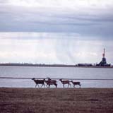 Caribou herd in the Arctic