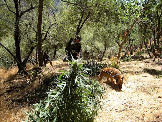 Tule River Tribe helps remove marijuana operation on reservation