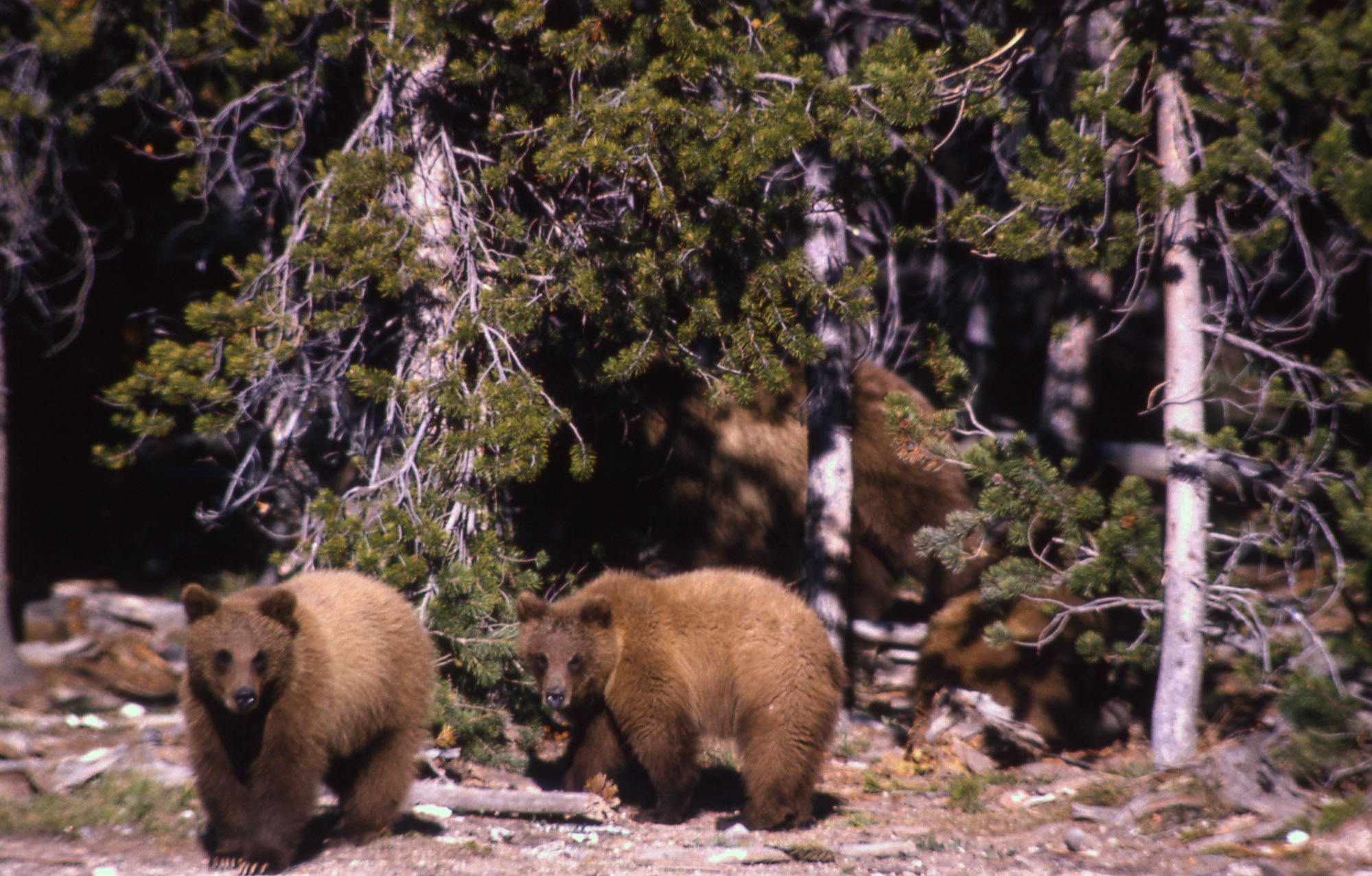 Tribes seek consultation on status of Yellowstone grizzly bear