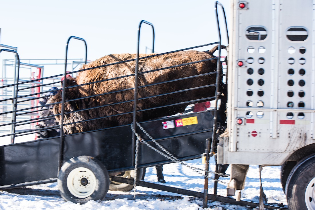 Opinion: State claims authority over bison held by Fort Peck Tribes