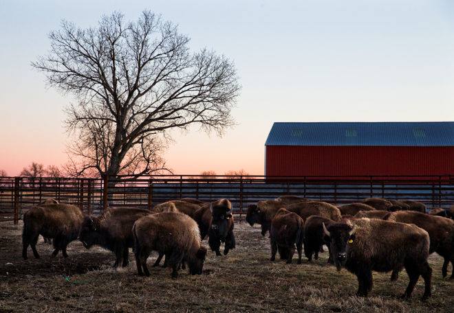 Editorial: Bison herd returns to ancestral homeland in Nebraska