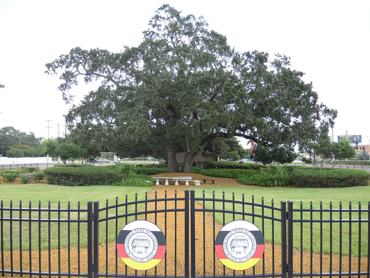 Seminole Tribe secures listing for historic oak tree on reservation