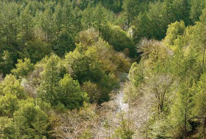 Coquille Tribe to move ahead with long-delayed timber harvest