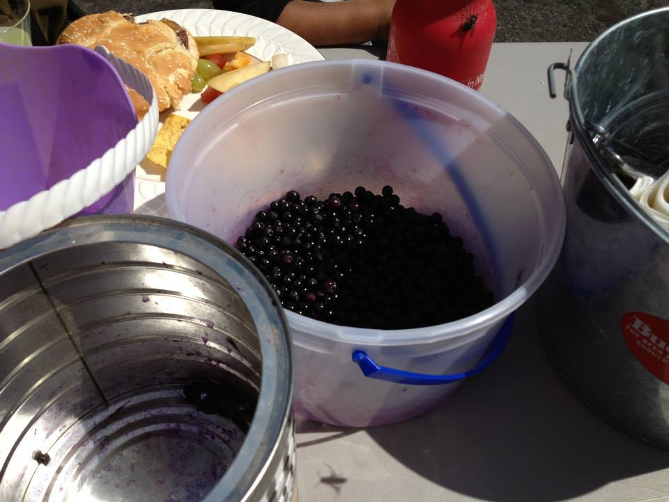 Warm Springs Tribes welcome early start to huckleberry season