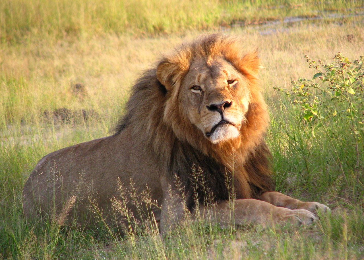 Steve Russell: The Great White Lion Hunter kills only for thrills