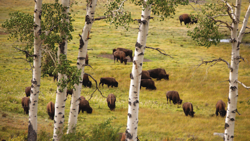 Upwards of 900 bison to be killed or removed at Yellowstone park