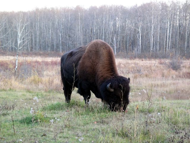 Blackfeet Nation welcomes bison from Canada with unique treaty