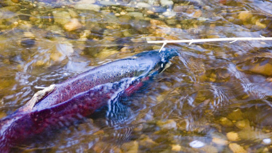 Washington tribes to submit fish management plan after talks fail