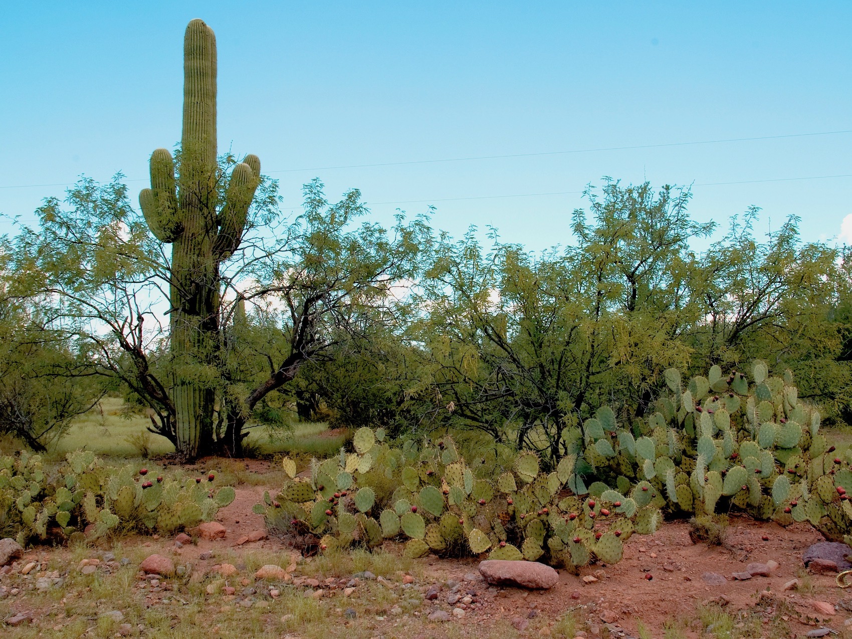 Tohono O'odham Nation reaffirms opposition to wall along border