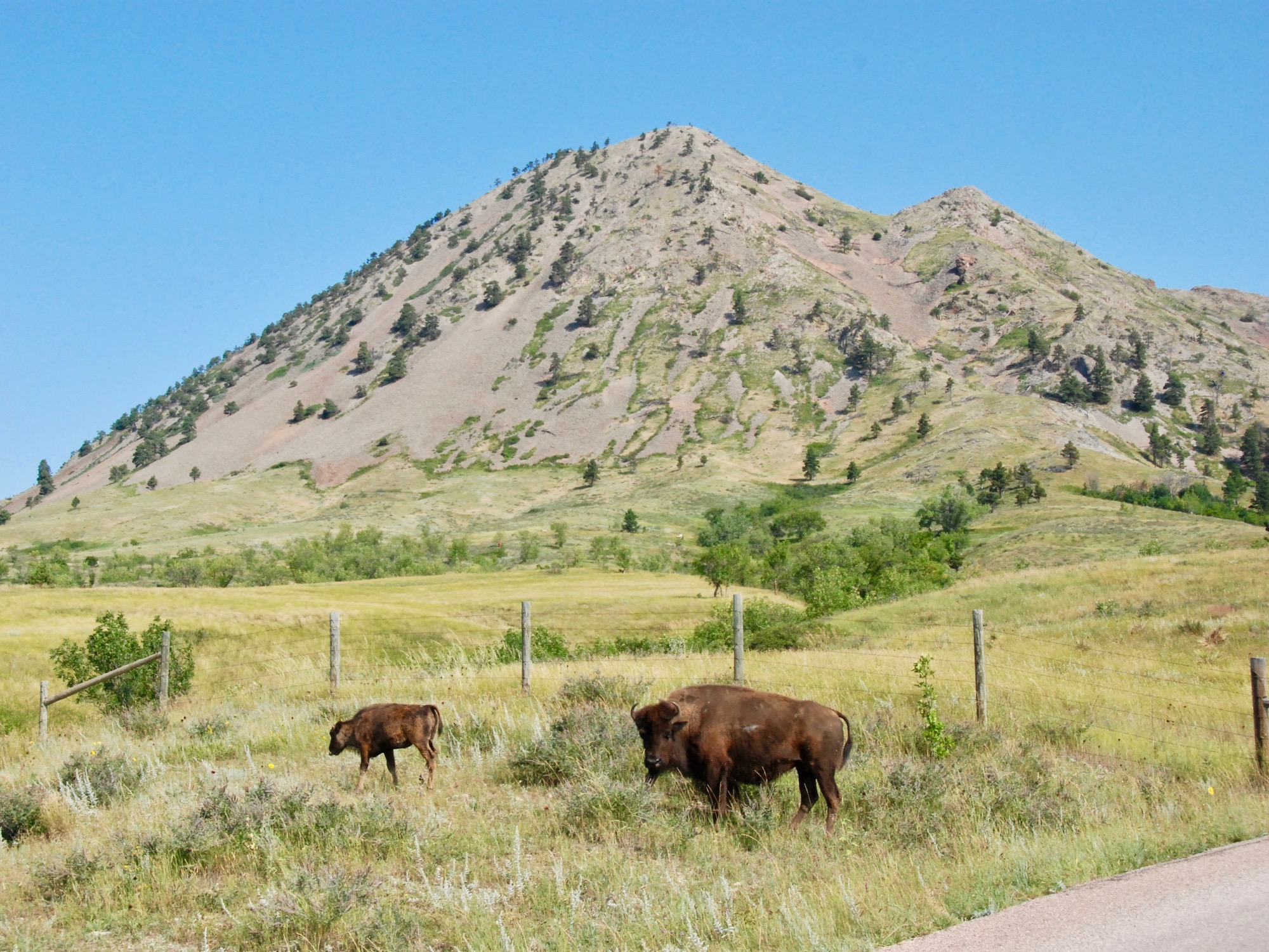 Lakota Country Times: Tribes unite to buy sacred Bear Butte land