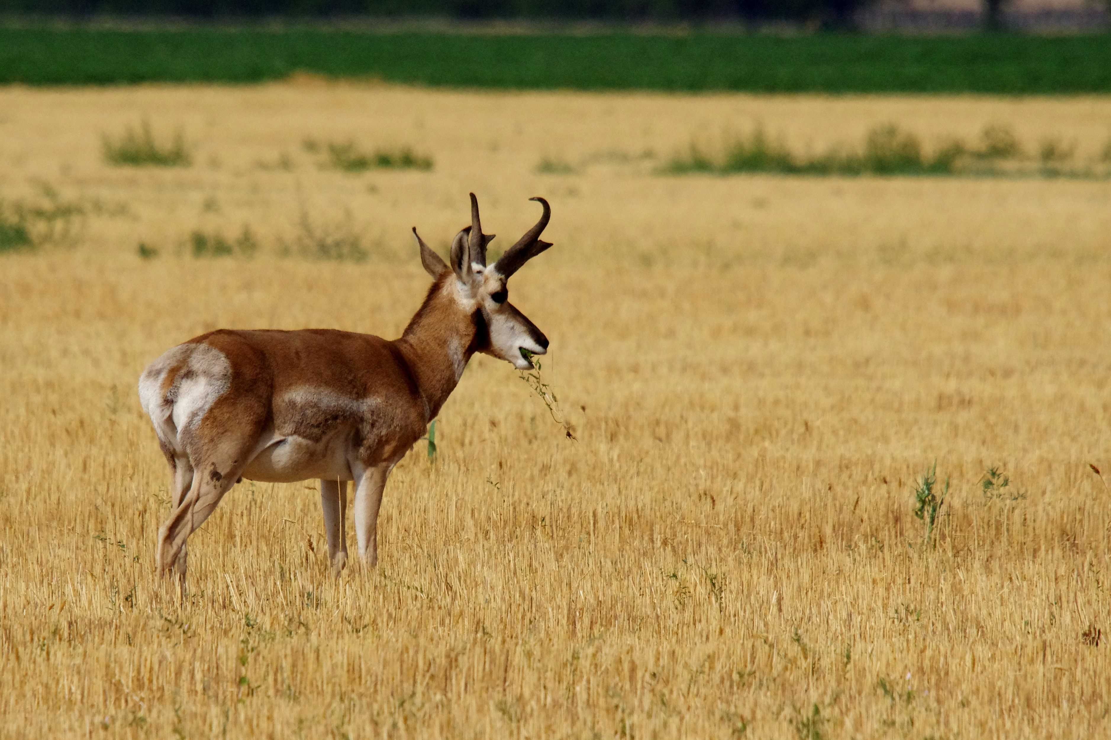 Tribes succeed at bringing endangered antelope back to homelands