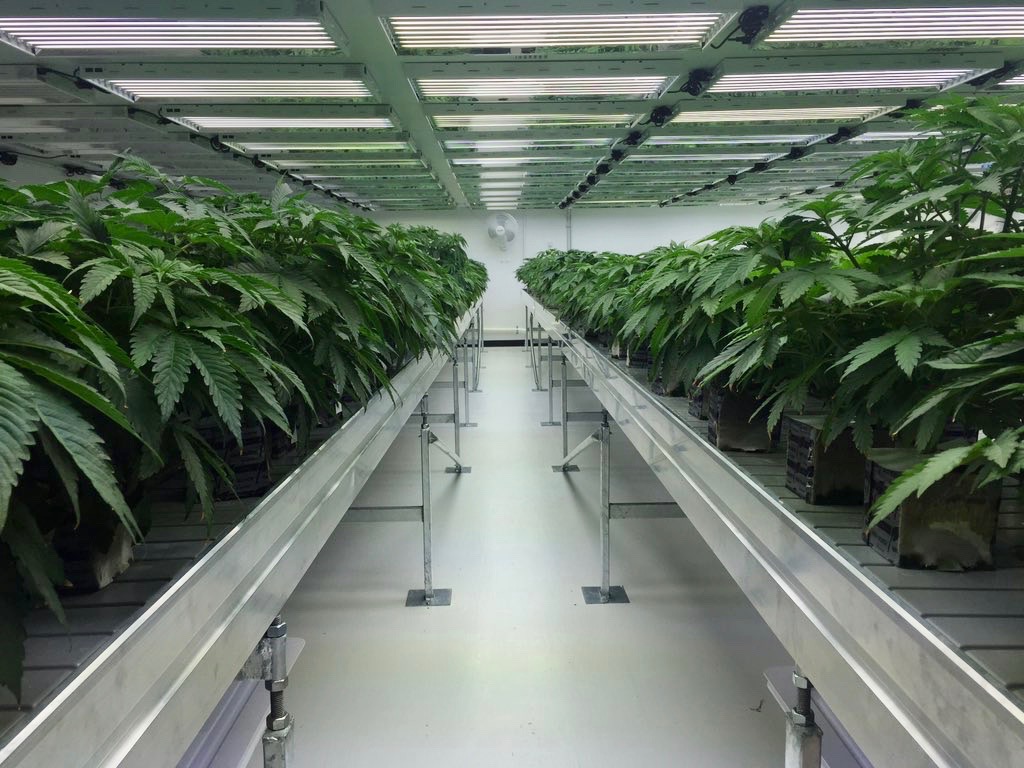 Marijuana firm promises big investments with help of ex-Seminole leader