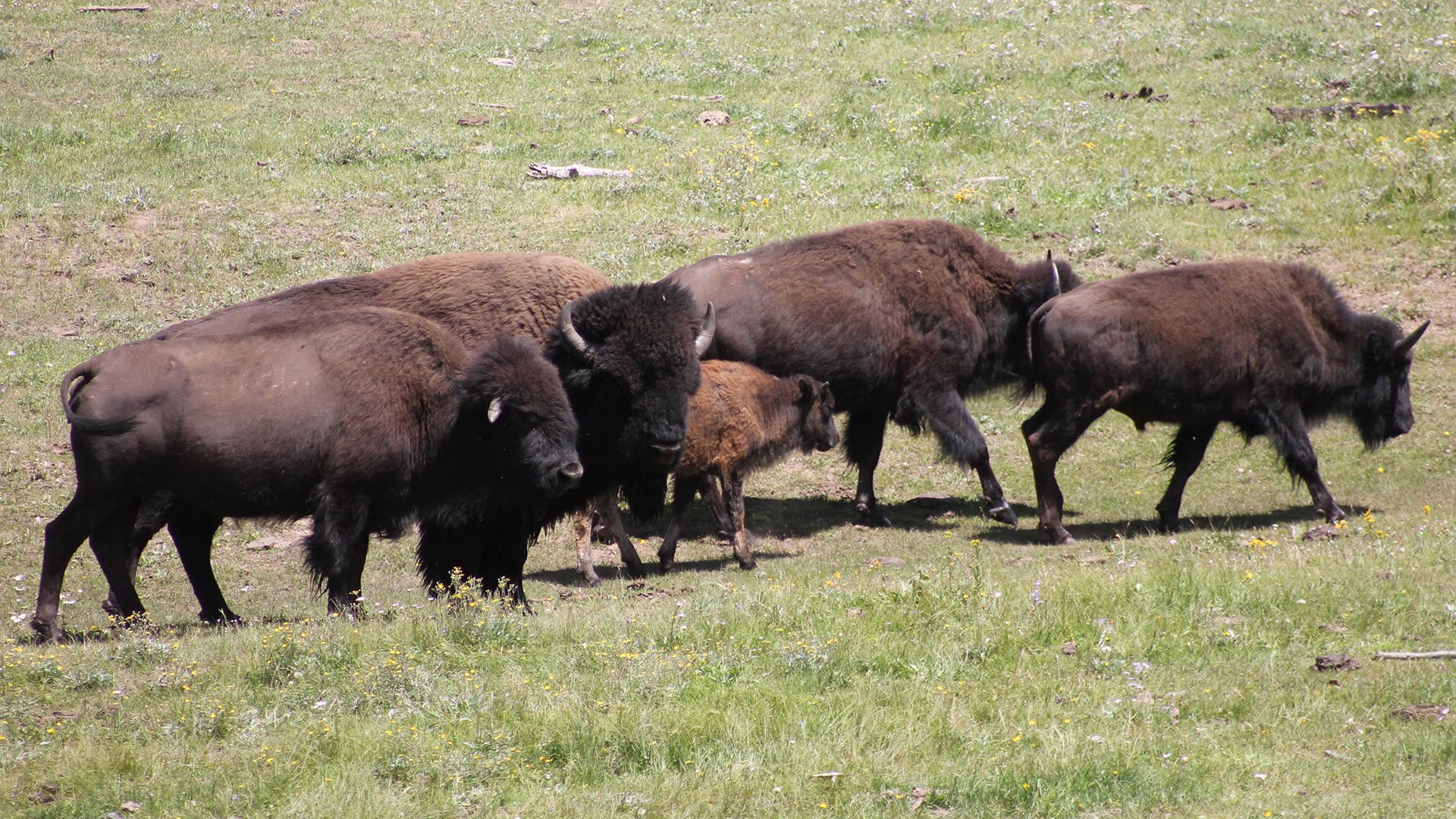 Cronkite News: Plans move forward to reduce bison in Grand Canyon National Park