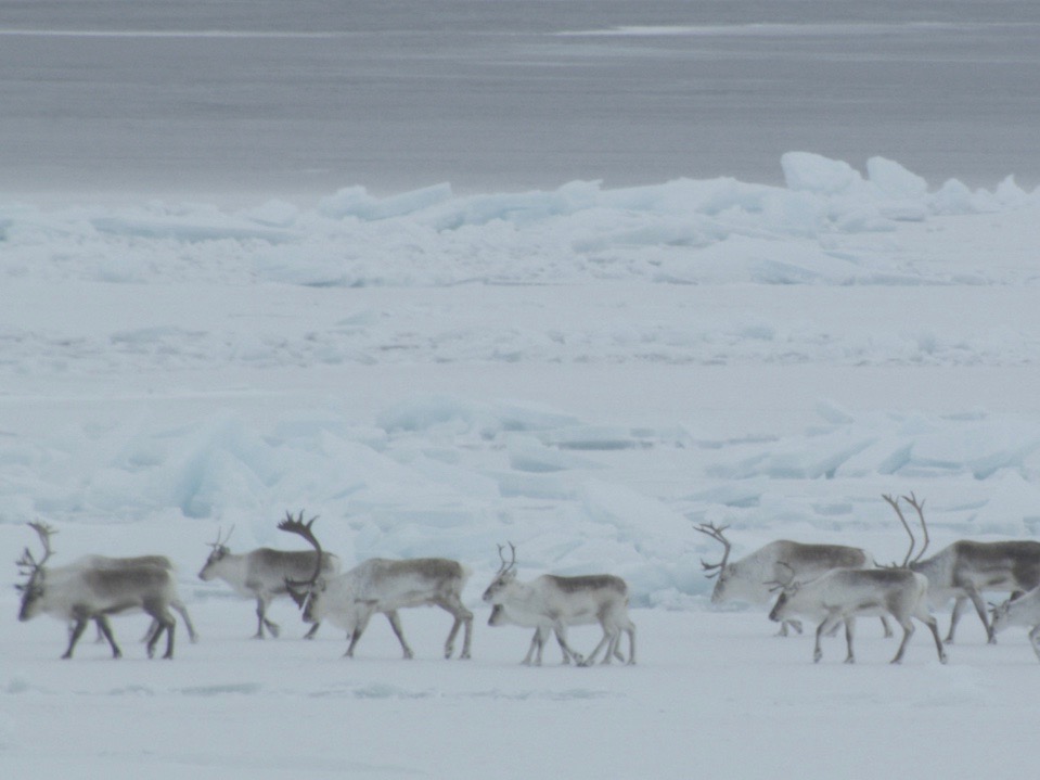 Study confirms Inuit knowledge about movements of caribou herds