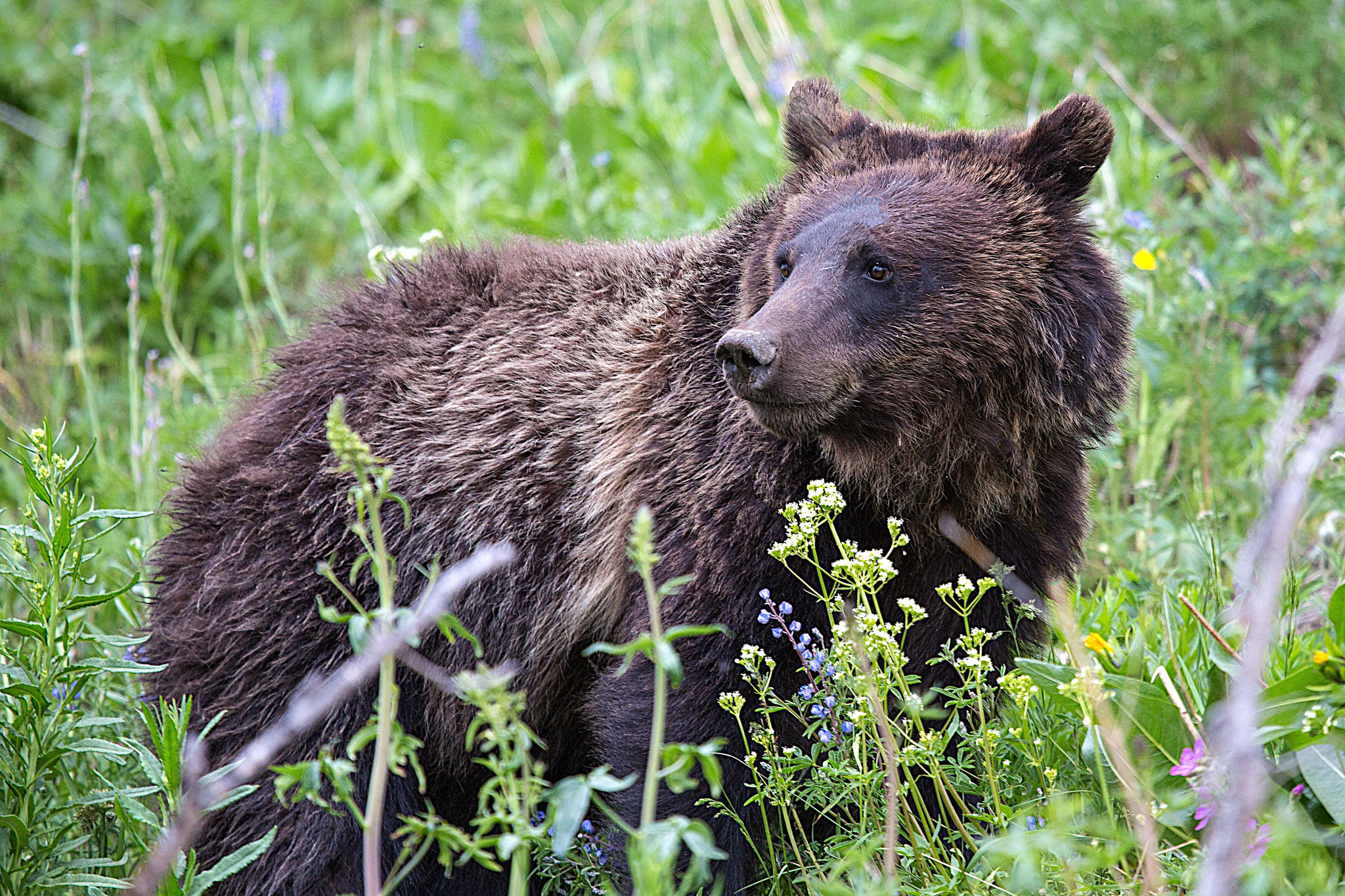Judge extends order against grizzly bear hunts near Yellowstone