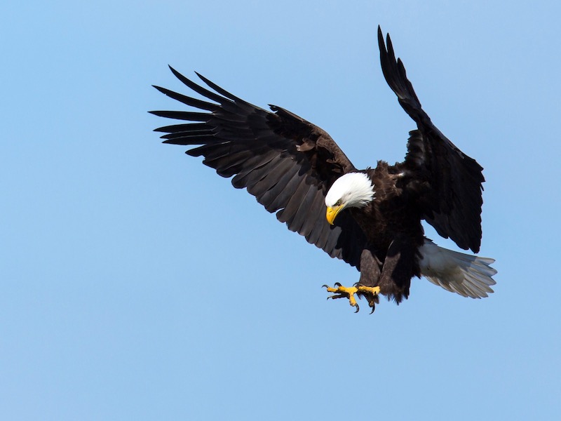 'I have it on my fireplace': New York governor took eagle feather