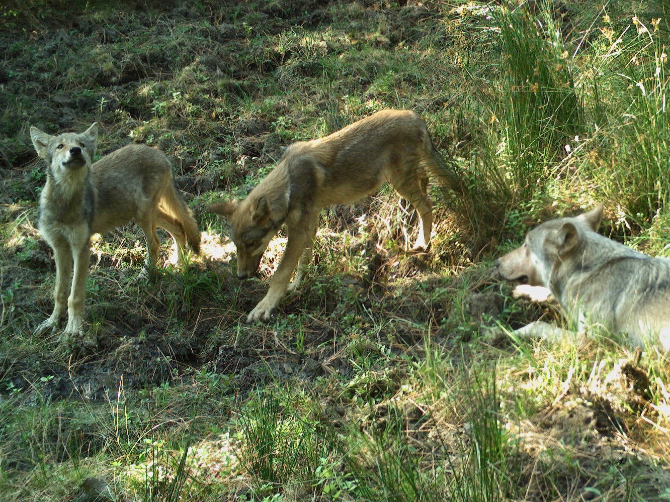 Warm Springs Tribes capture images of first wolf pups