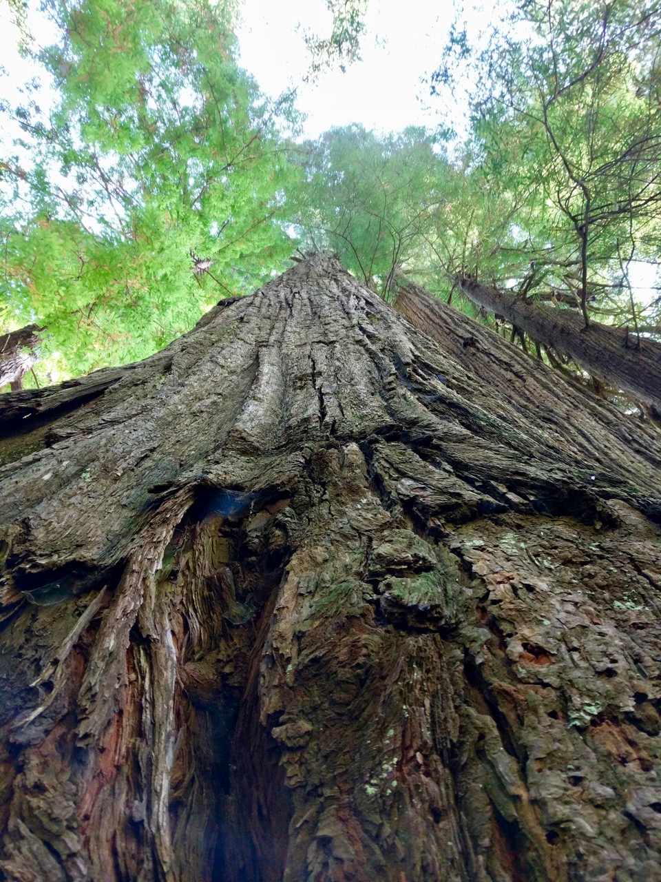 yurok redwood experimental forest