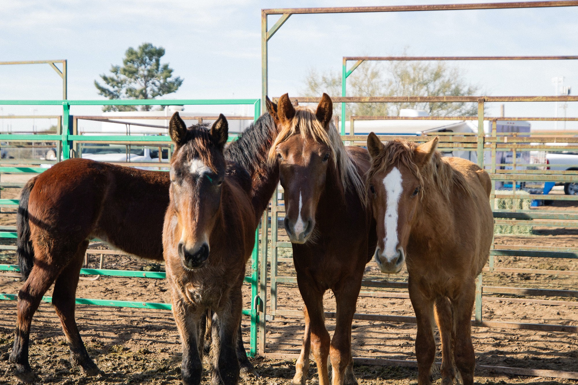 Feds offer financial incentive to help find homes for wild horses and burros