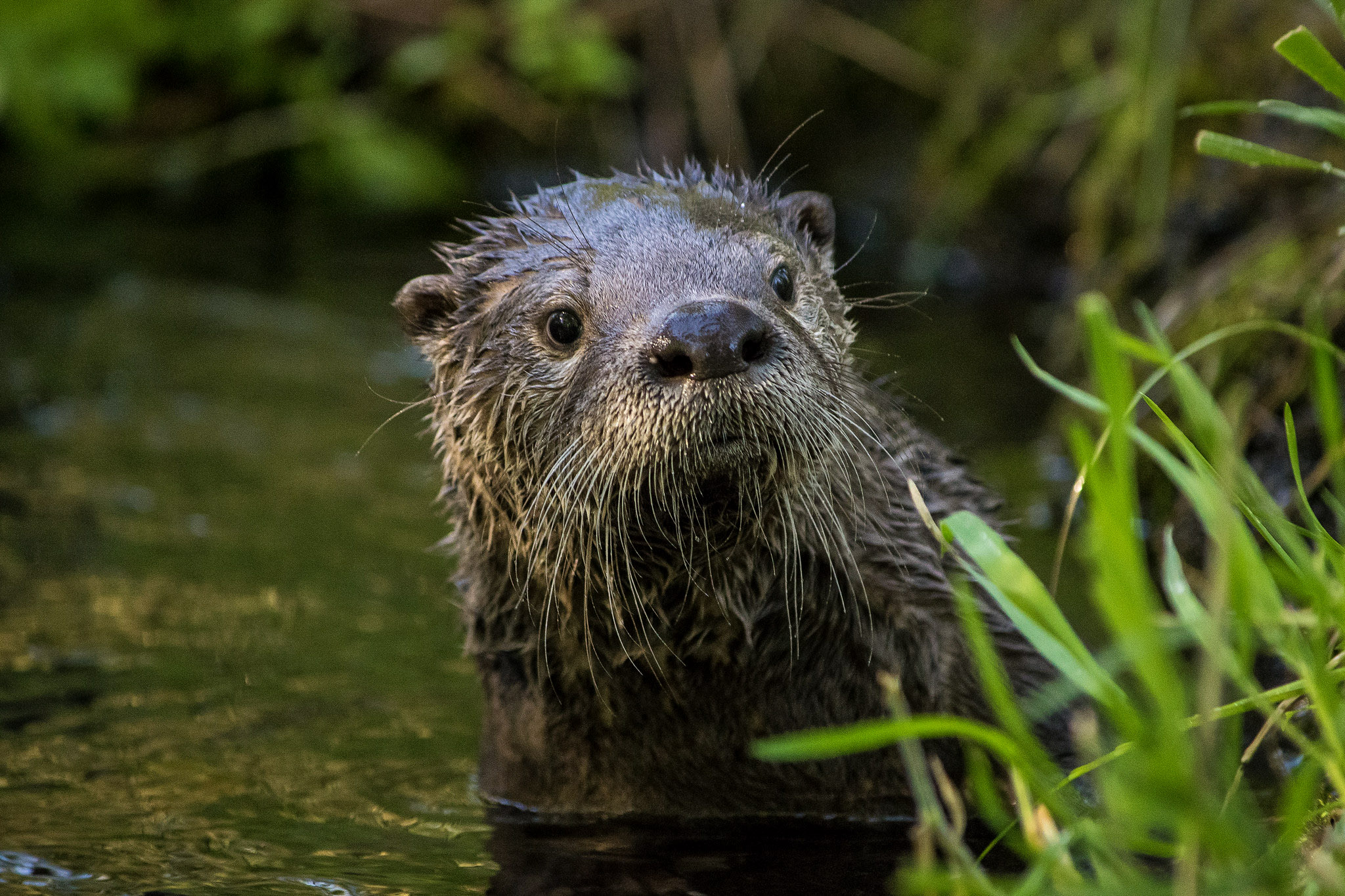 Commentary: Following the otters