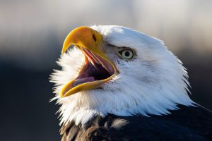 baldeagle