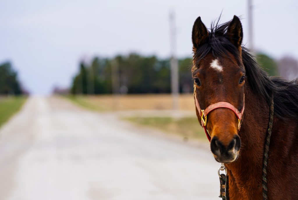 dorothykikuyanhorse