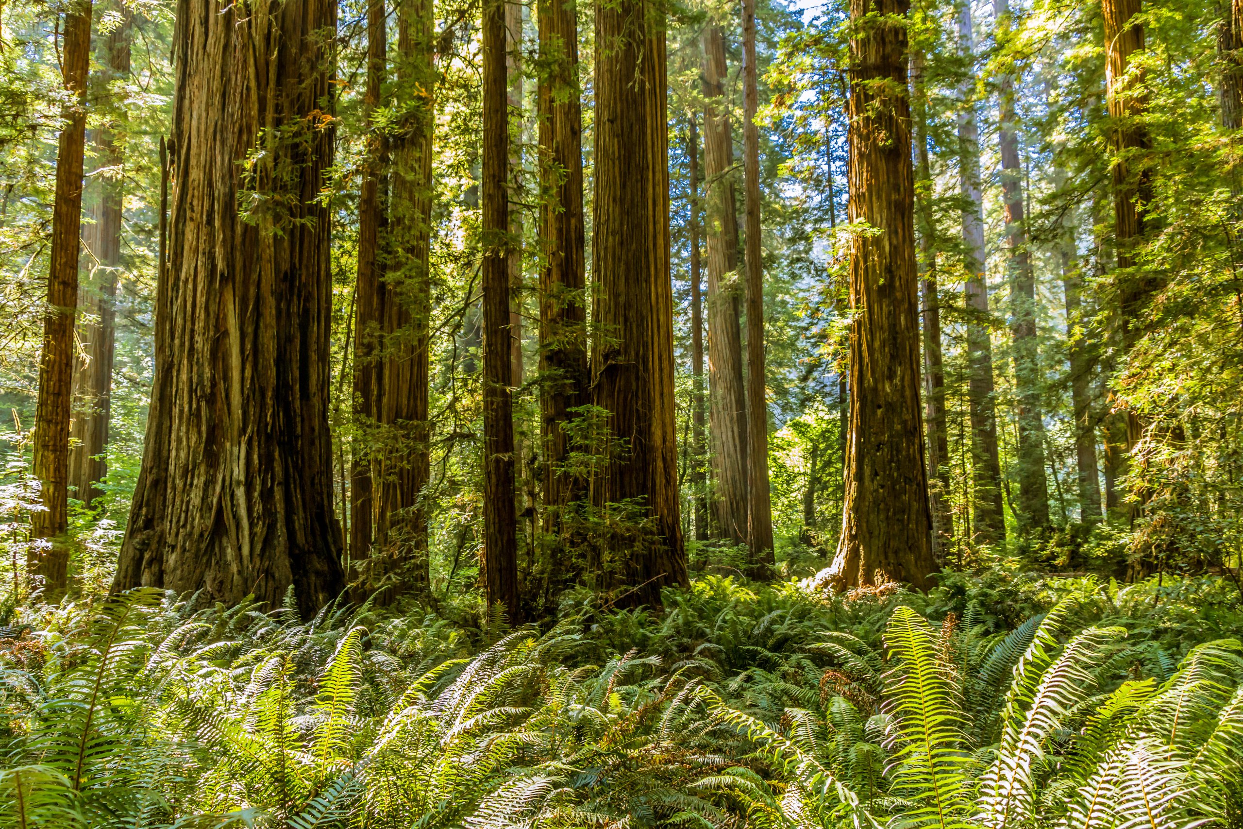 redwoodsstoutgrove