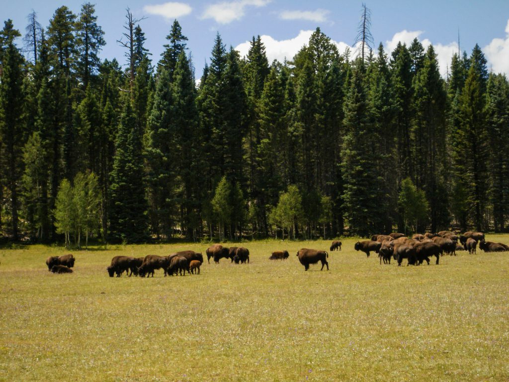 Grand Canyon Bison