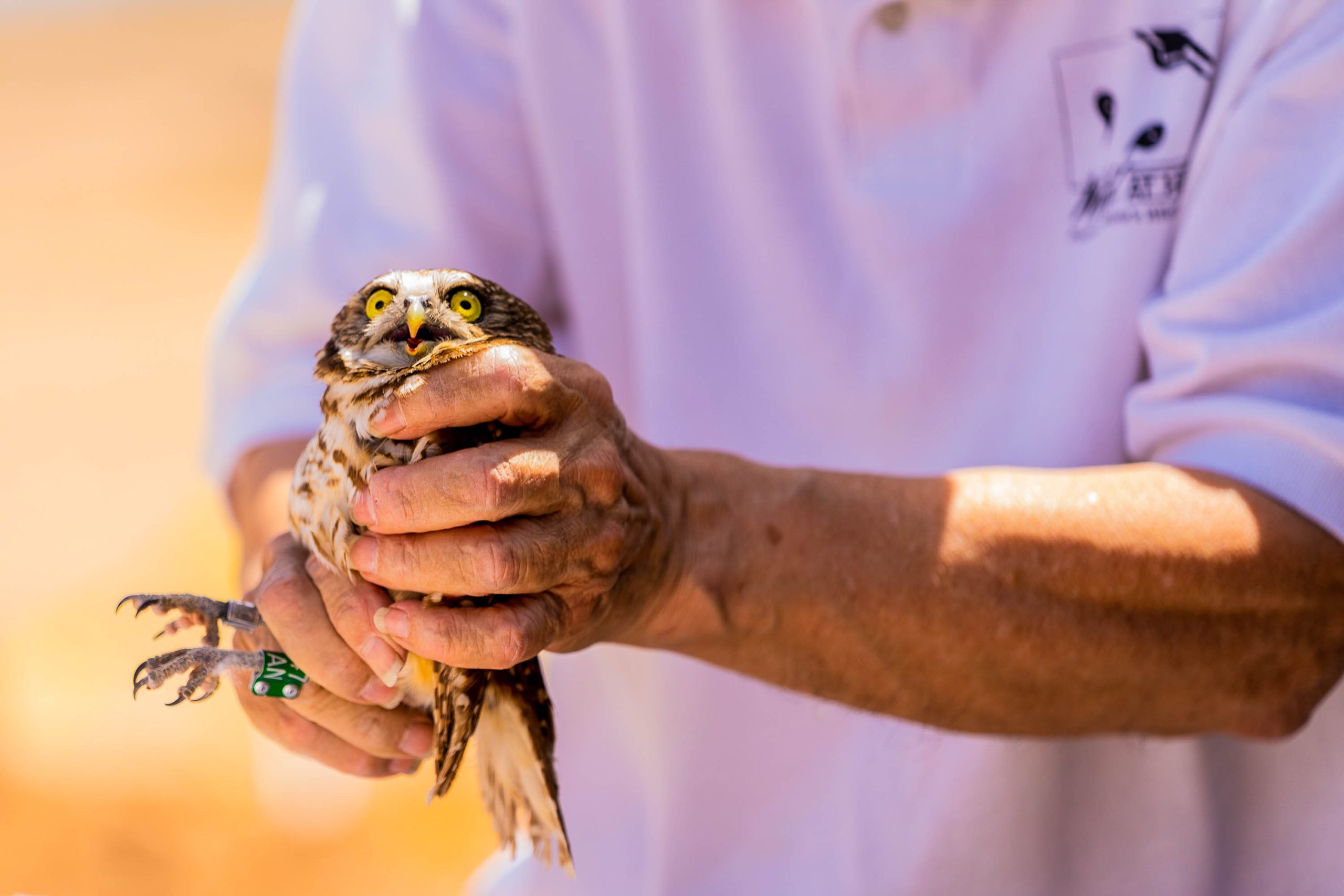 Burrowing owls’ habitat losses have wildlife experts working to relocate them