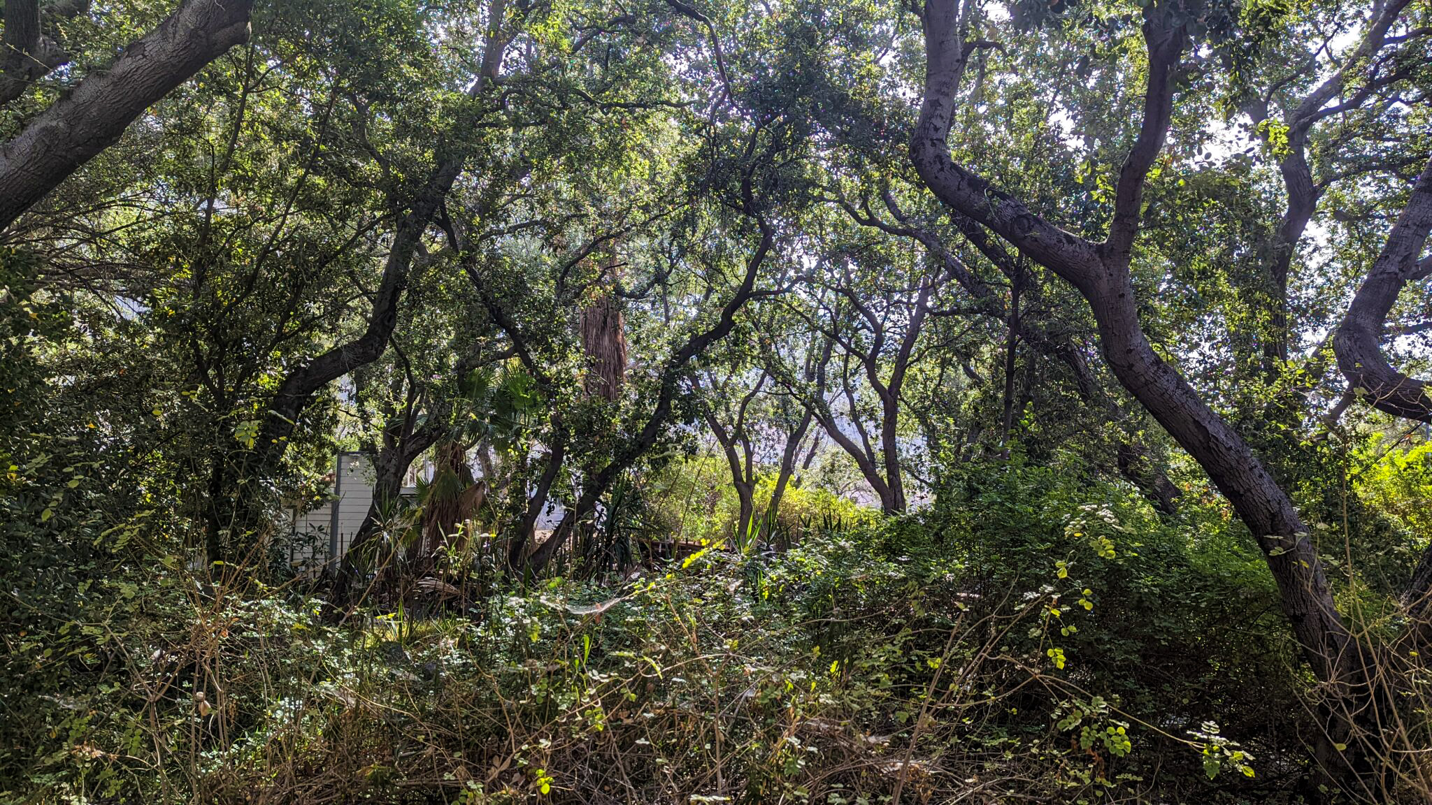 Tongva Taraxat Paxaavxa Land Conservancy