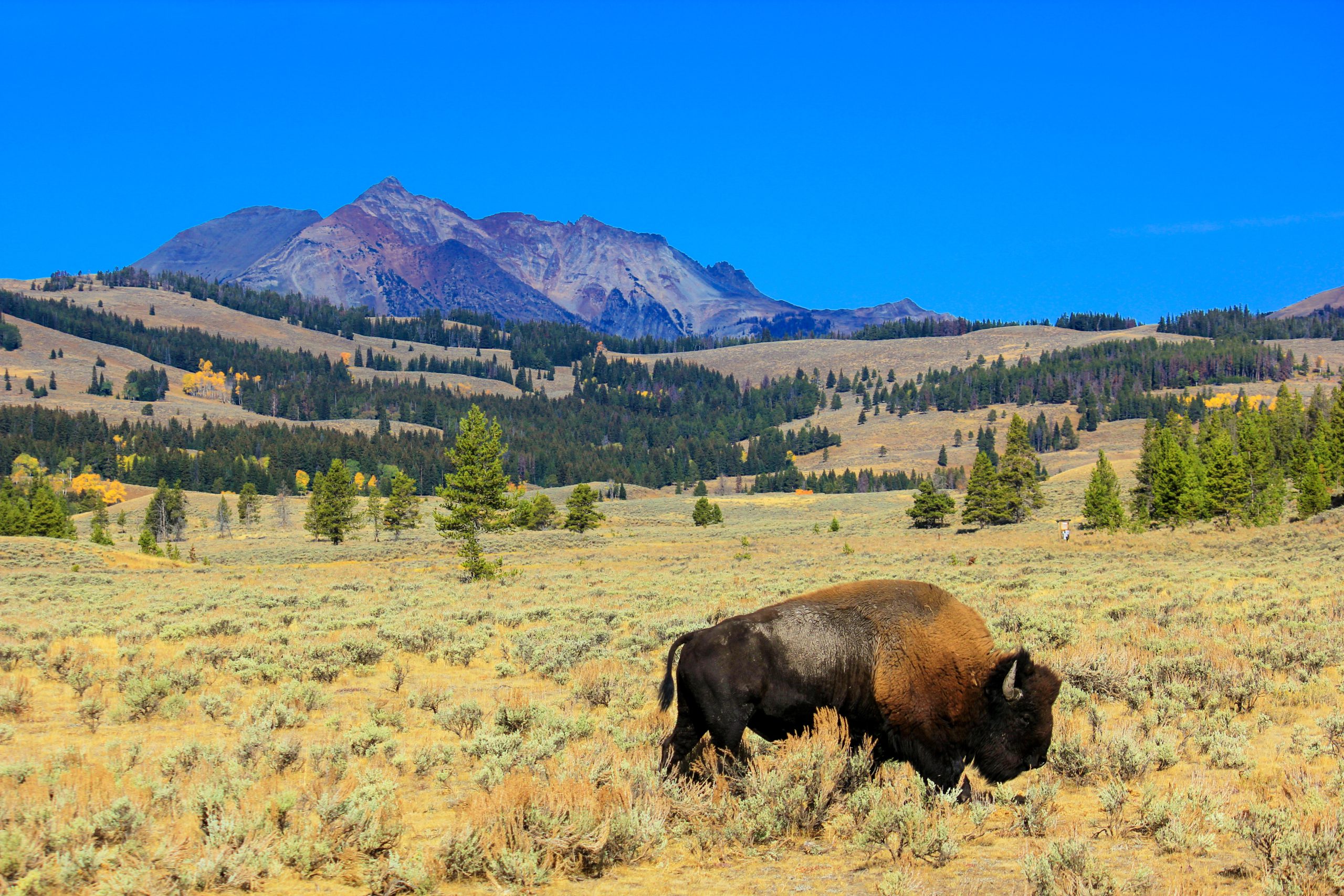 Yellowstone Bison