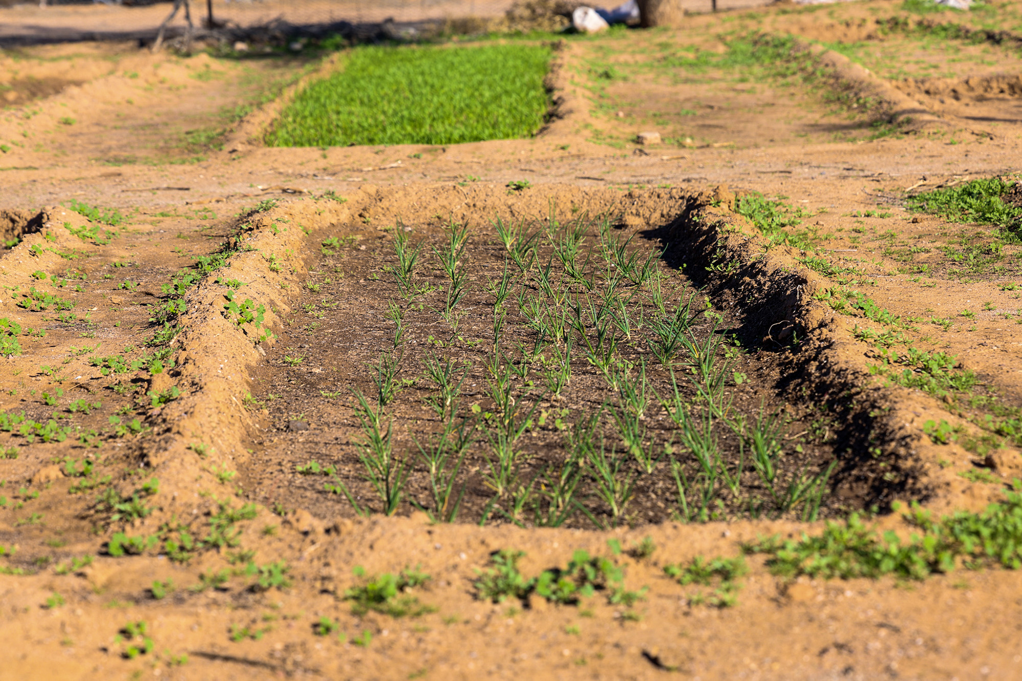 Ajo Center for Sustainable Agriculture