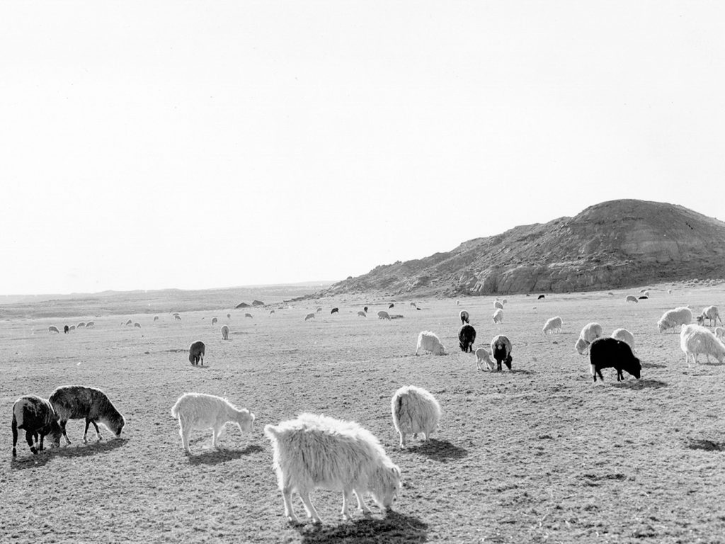 Navajo Sheep