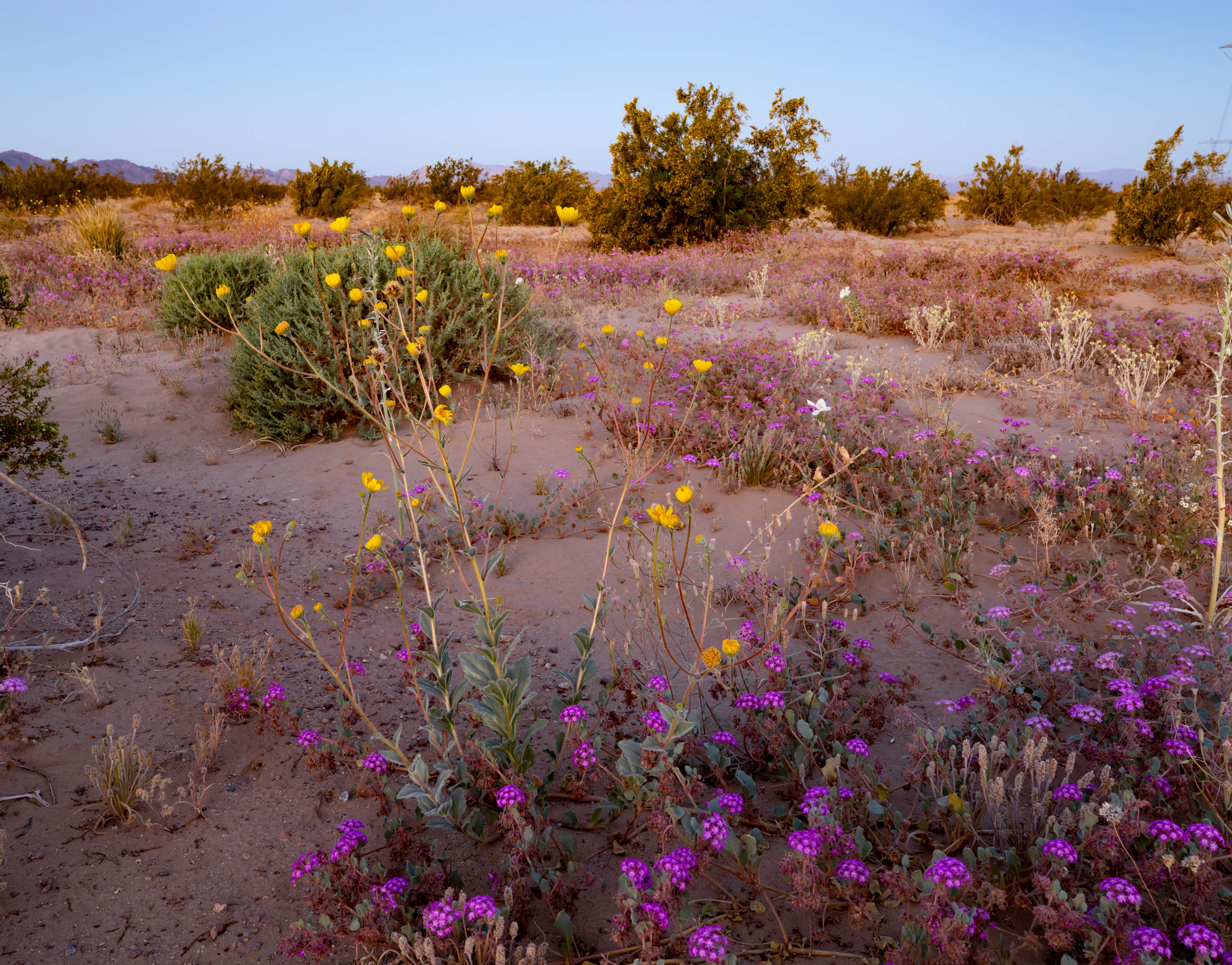 Chuckwalla Mountains