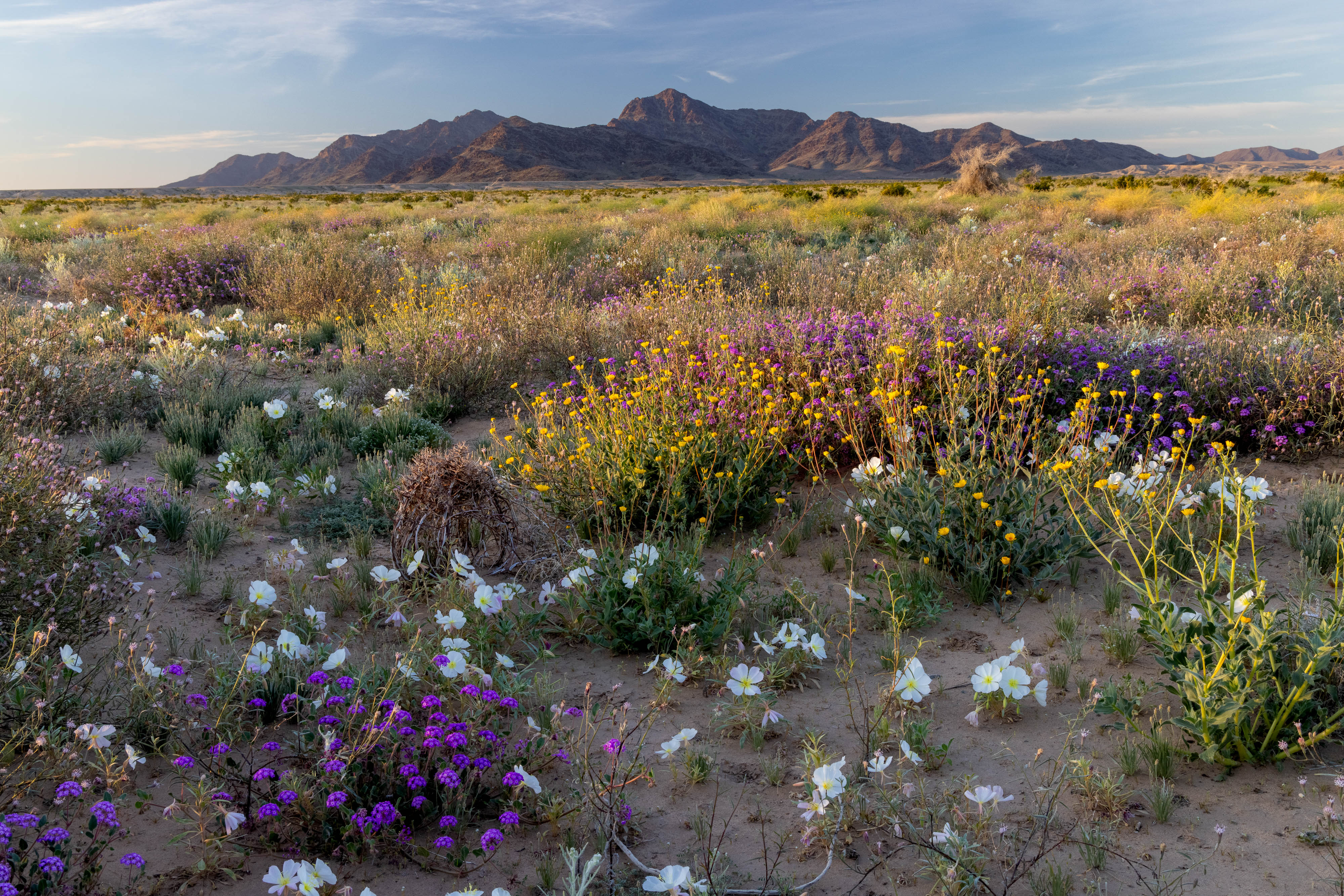 Mule Mountain