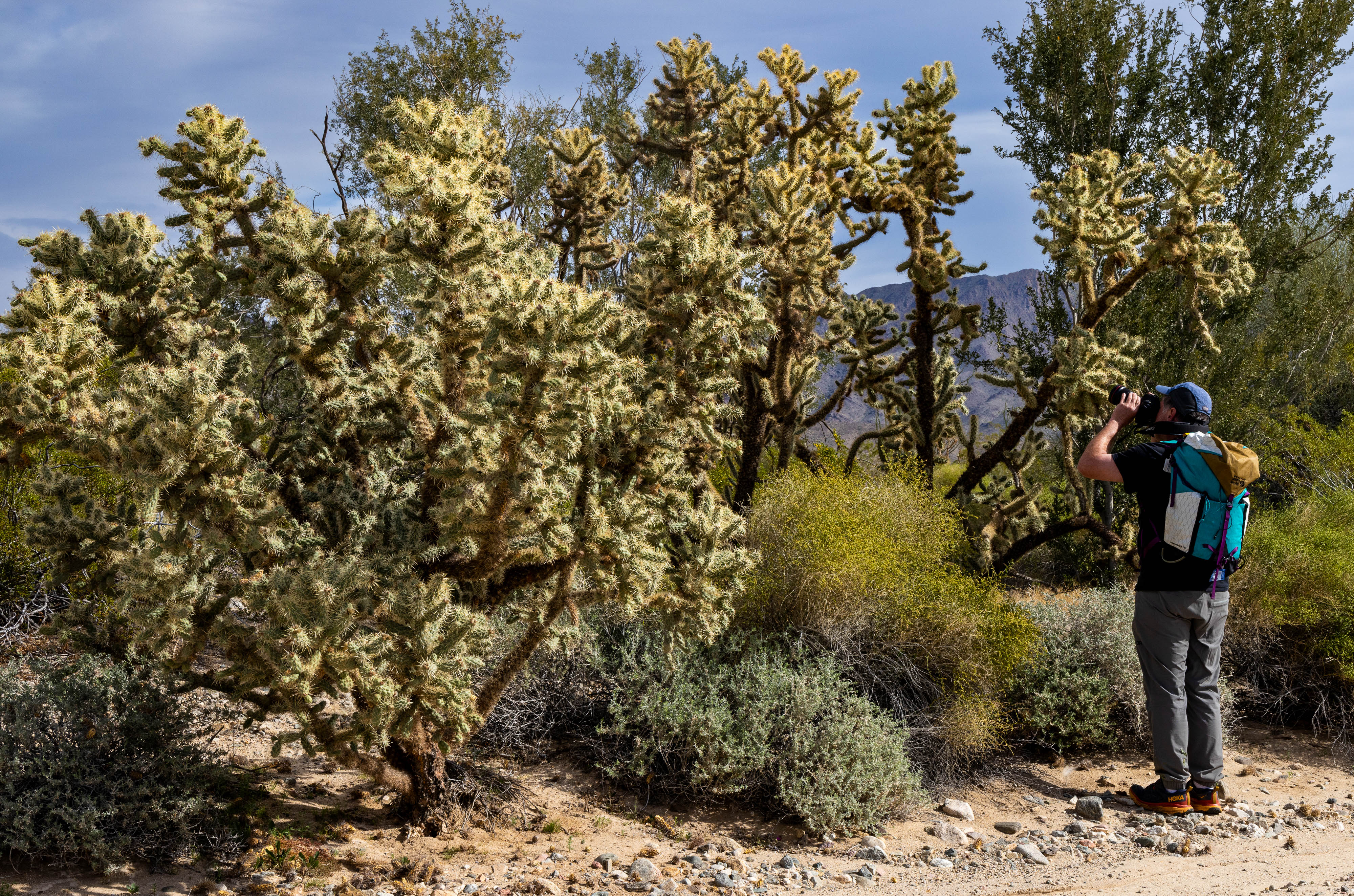 Munz's Cholla