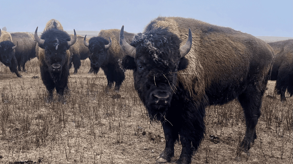 Fort Peck Reservation