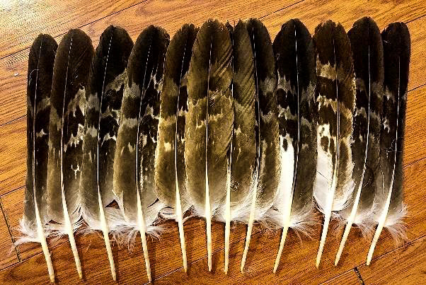 Eagle Feathers