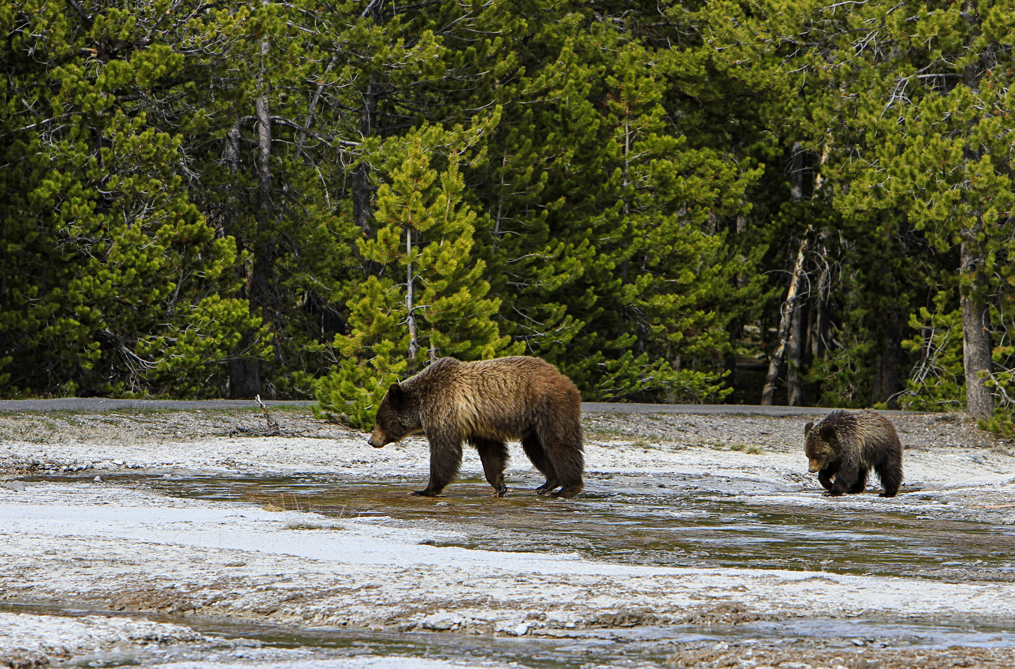 Grizzly Bears