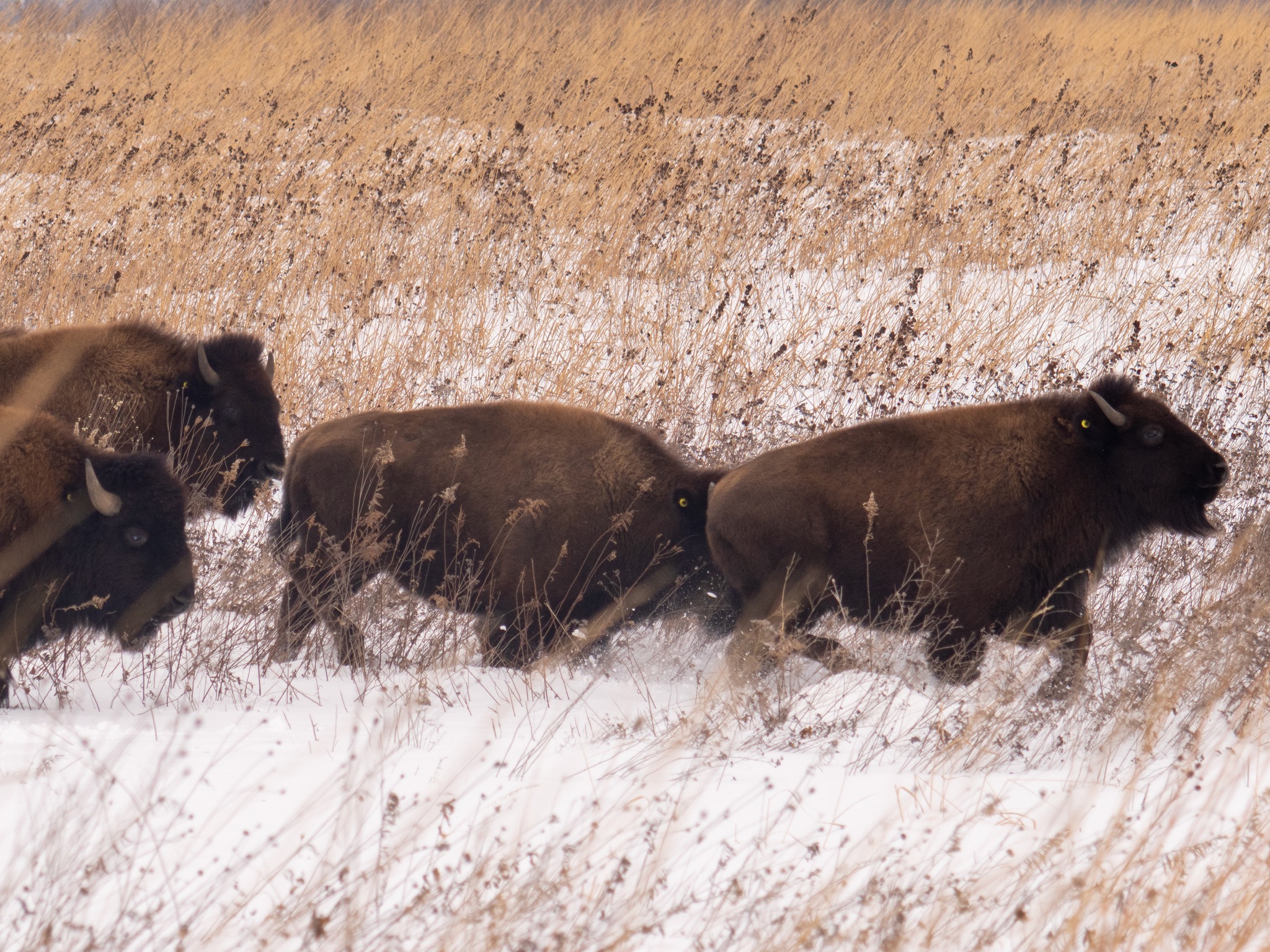 Bison from American Indian Center