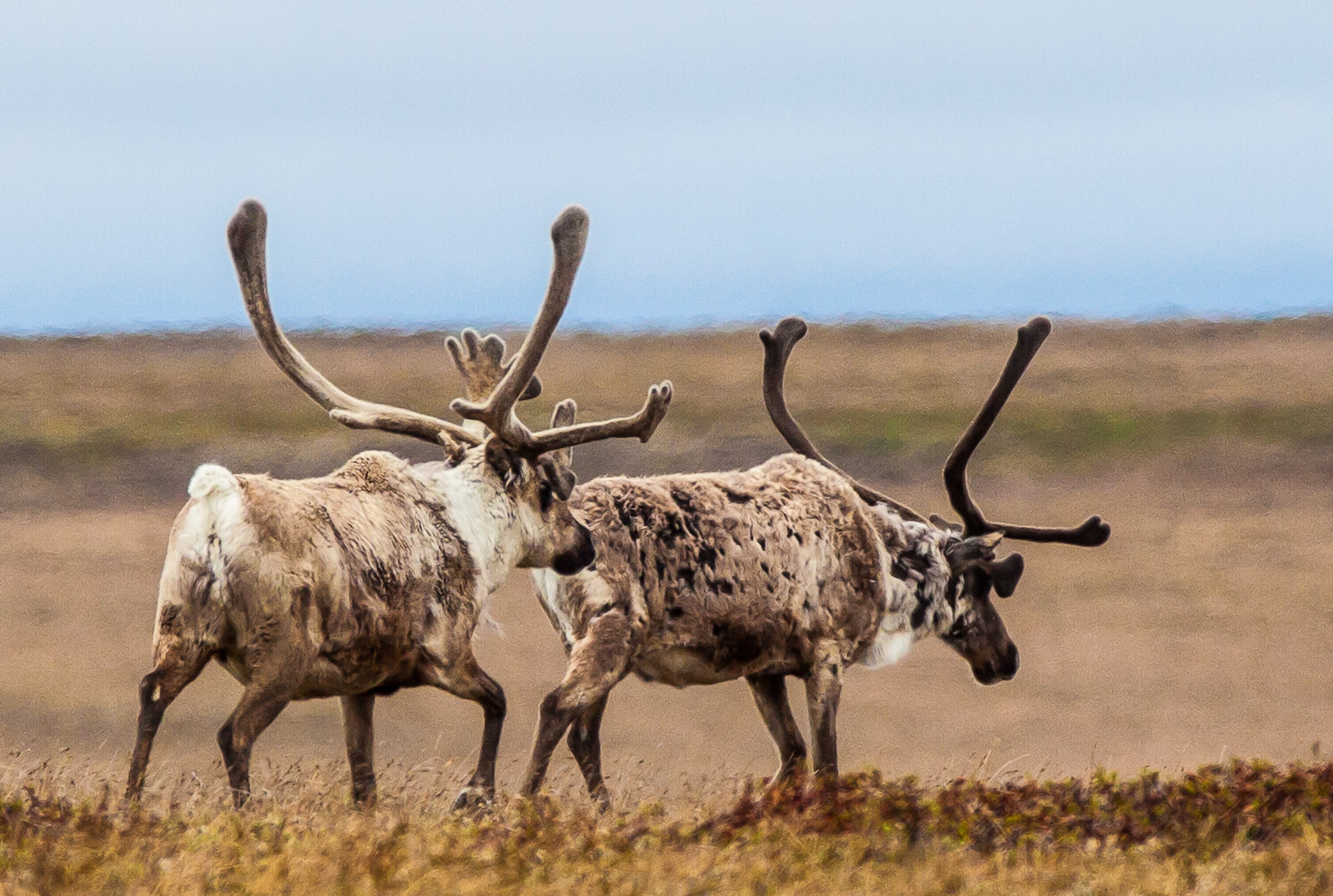 Teshekpuk Caribou