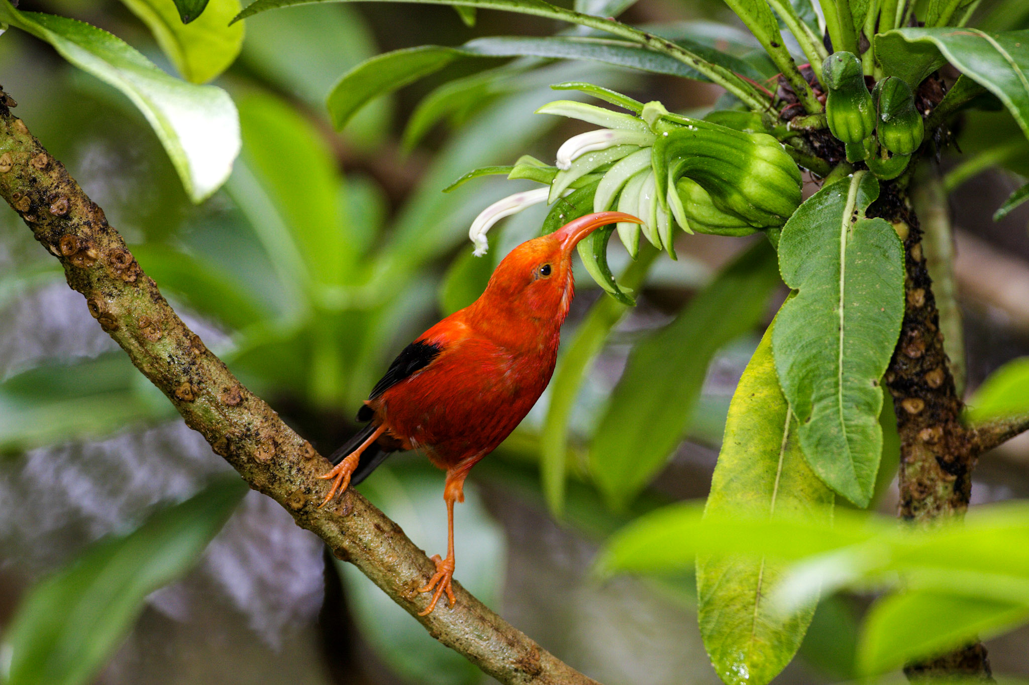 Hawaiʻian Honeycreeper