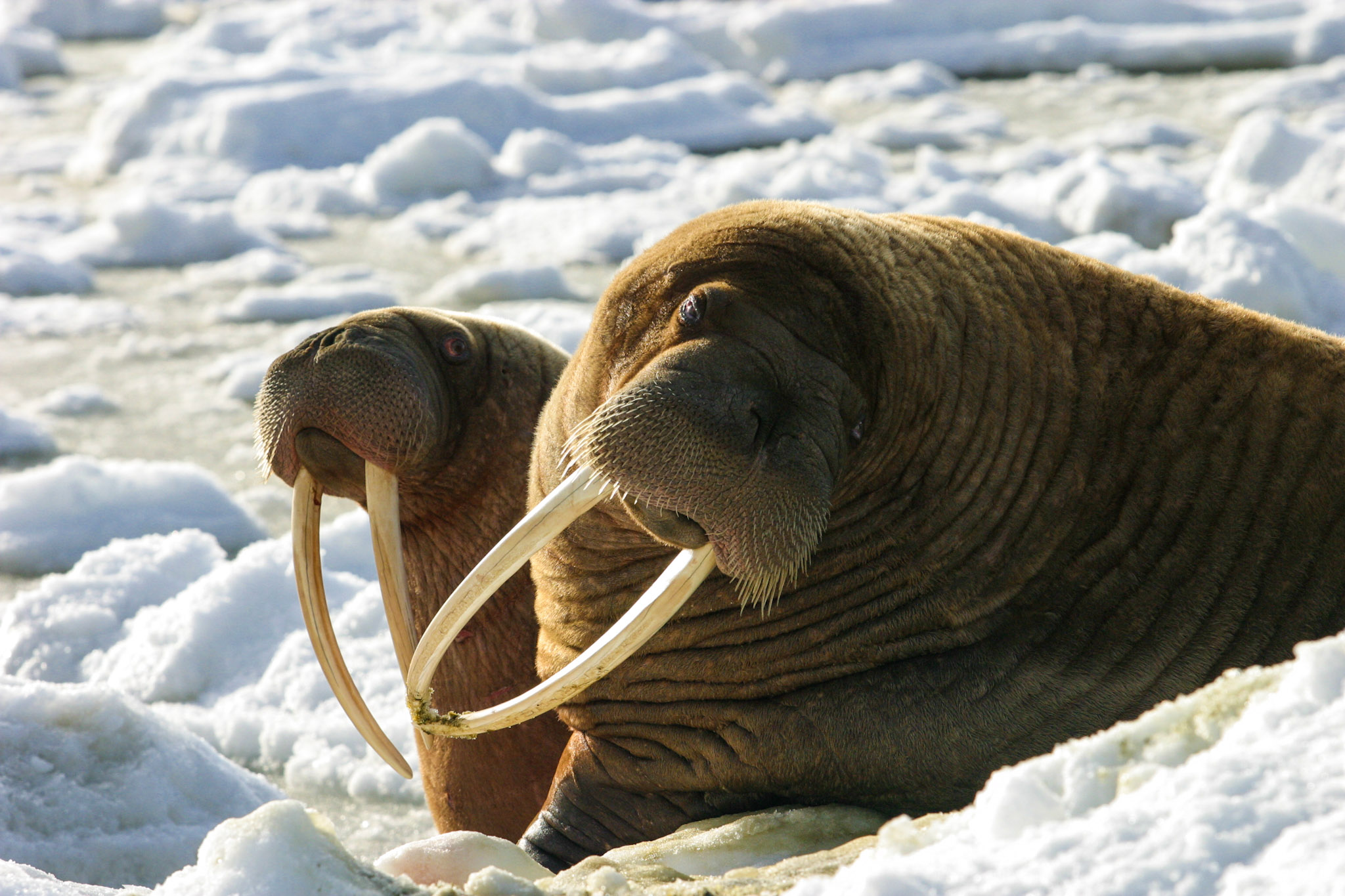 Pacific Walrus