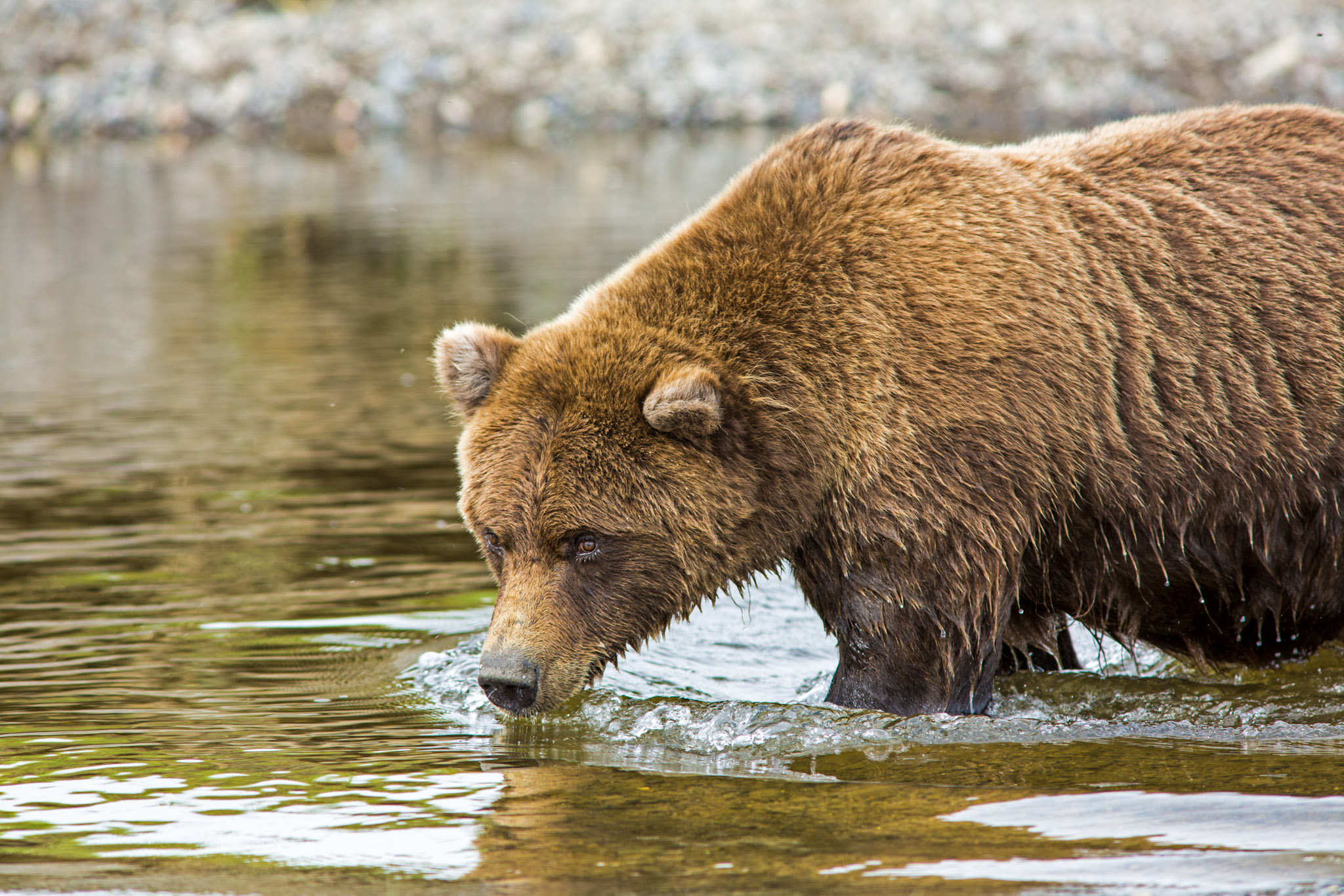 Brown Bear