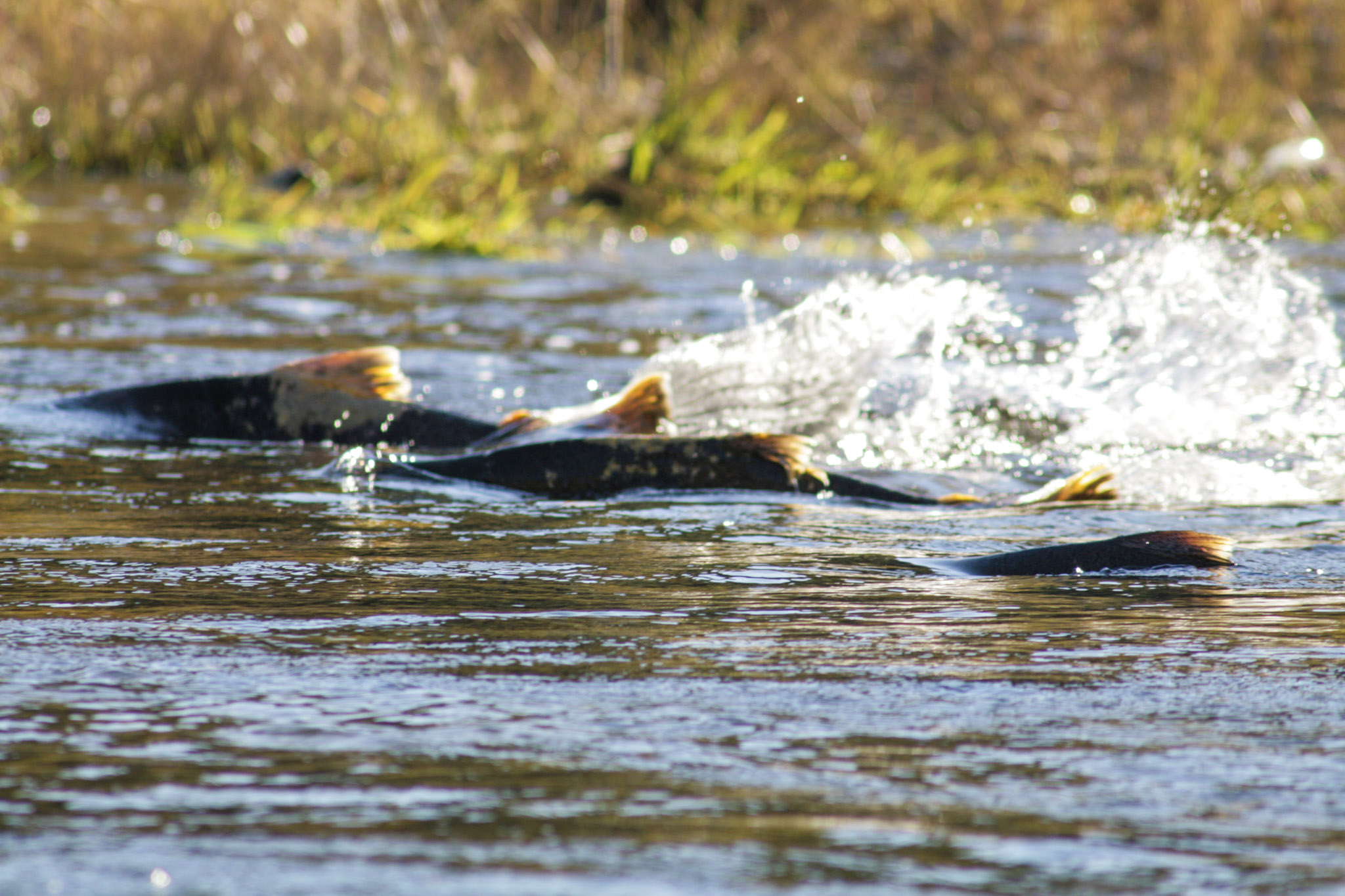 Chinook Salmon