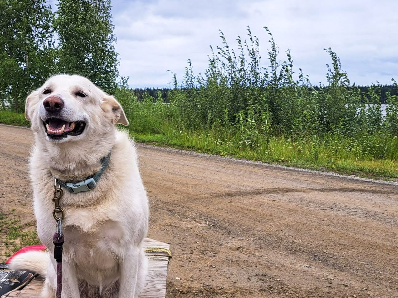 Alaska Native Rural Veterinary, Inc.